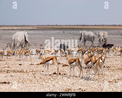 Beaucoup d'animaux au point d'eau (éléphant, springbok, autruche) im Etosha National Park (Namibie) Banque D'Images