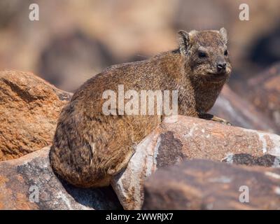 Rat Dassie (Petromus tydicus) - le parent le plus proche de l'éléphant Banque D'Images