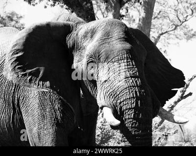 Portrait d'un grand éléphant d'afrique debout sous l'arbre dans la savane, Chobe National Park., Botswana Banque D'Images