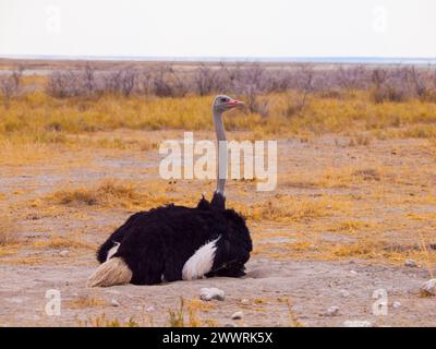 Autruche assise sur le sol dans la savane sèche du parc national de Chobe, Botswana Banque D'Images