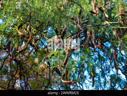Graines d'acacia dans les gousses sur les branches d'un arbre contre le ciel bleu. Banque D'Images