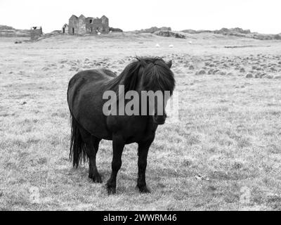 Cheval islandais noir debout au milieu de la prairie, Islande, image noir et blanc Banque D'Images