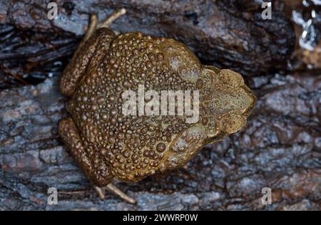 Toad aga dans un habitat naturel gros plan. Banque D'Images