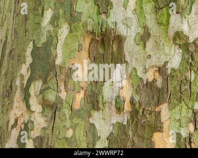Vue détaillée de l'écorce d'arbre, fond de texture naturelle Banque D'Images