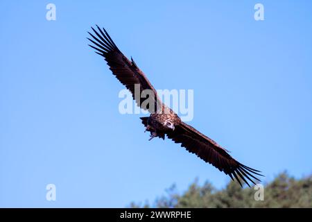 Vautours noir volant bas à la recherche de charoie en Espagne. Banque D'Images