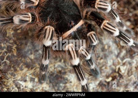 Une tarentule d'araignée à la recherche de nourriture dans la steppe gros plan. Banque D'Images