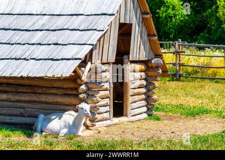 Chèvre blanc à l'ancien hangar en bois. Banque D'Images