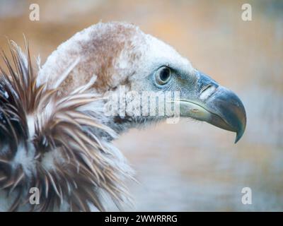 Vautour de griffon himalayan, Gyps himalayensis, gros plan d'un oiseau de montagne unique. Banque D'Images