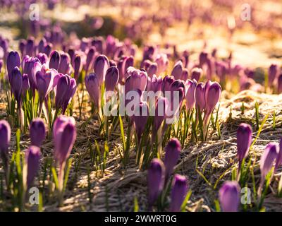Crocus fermés au début du printemps matin dans la lumière chaude du soleil de dos. Banque D'Images