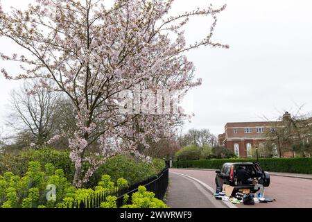 Londres, Royaume-Uni. 19 mars 2024. La fleur rose est photographiée à Regents Park. Crédit : Mark Kerrison/Alamy Live News Banque D'Images