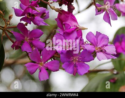 Violet Glory Tree ou Princesse Fleur, Pleroma granulosum, Syn. Tibouchina granulosa, Melastomaceae. Brésil et Bolivie, Amérique du Sud Banque D'Images