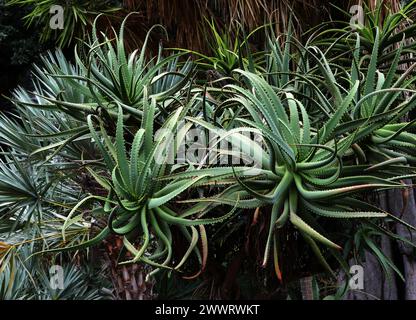 Krantz Aloe ou Candelabra Aloe, Aloe arborescens, Asphodelaceae. Afrique du Sud. Banque D'Images