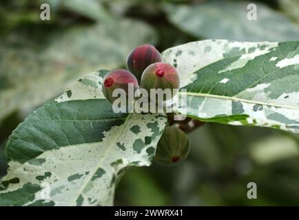 Figue en mosaïque, Ficus aspera 'Parcellii', Moraceae. Vanuatu, Pacifique Sud. Banque D'Images