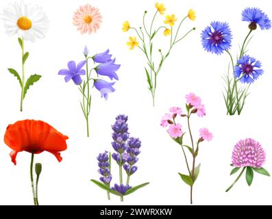 Fleurs sauvages réalistes. Fleur sauvage isolée, fleurs d'herbes de printemps sur la tige camomille Bluebell bleuet bleuet lavande champ usine de fleurs diverses, set illustration vectorielle exacte 3D. Illustration de Vecteur