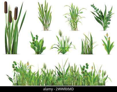 Buissons d'herbe réalistes. 3d végétation verte isolée, roseau pousses de plantes forestières herbes herbe botte jardin jardin ferme jardin d'été clairière champ de printemps, herbes illustration vectorielle de l'herbe de la nature isolée Illustration de Vecteur