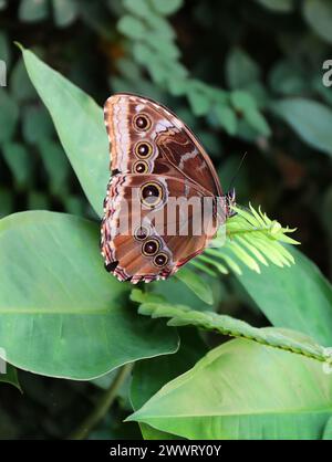 Blue Morpho Butterfly, Morpho peleides, Nymphalidae, Amérique du Sud. Dessous. Banque D'Images