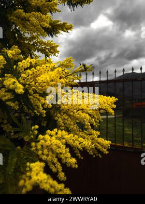 L'Acacia jaune sur la plante devant la clôture et les arbres Banque D'Images