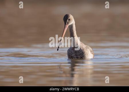 Le godwit à queue noire (Limosa limosa) est un grand oiseau de rivage à longues pattes et à long bec. Banque D'Images