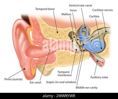 la structure interne de l'oreille humaine Banque D'Images