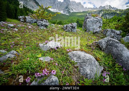 Wandern im Sommer in den Alpen - zarte lilagefärbte Blüten auf einer Bergalm mit majestätischem Hochgebirge im Hintergrund. Herrliche Alpenlandschaft im Sommer - unterwegs in den Bergen rund um den Wilden Kaiser - die majestätische Gebirgsformation oberhalb vom Elmau in Tirol - Österreich. Herrliche Natur und wunderschöne Landschaften laden zum Wandern ein. Landschaftsfoto. Elmau Tirol Österreich *** randonnée dans les Alpes en été délicates fleurs de couleur lilas sur un pâturage de montagne avec de majestueuses hautes montagnes en arrière-plan magnifique paysage alpin en été sur le chemin dans les montagnes Banque D'Images