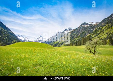 Allgkäuer Wiesenlandschaft im Frühjahr. Herrliche Alpenlandschaft im Sommer - unterwegs in den Bergen durch Wälder, Bäche und Wiesen mit Blick auf majestätische Gebirgsformationen. Natur und wunderschöne Landschaften laden zum Wandern ein. Landschaftsfoto. Allgäu Bayern Deutschland *** Allgkäuer paysage de prairie au printemps magnifique paysage alpin en été sur le chemin dans les montagnes à travers les forêts, les ruisseaux et les prairies avec une vue sur les formations de montagne majestueuses la nature et les beaux paysages vous invitent à la randonnée paysage photo Allgäu Bavière Allemagne Banque D'Images