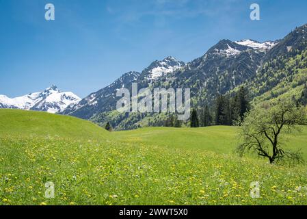 Berg-und Wiesenlandschaft im Allgäu BEI Sonnenschein. Herrliche Alpenlandschaft im Sommer - unterwegs in den Bergen durch Wälder, Bäche und Wiesen mit Blick auf majestätische Gebirgsformationen. Natur und wunderschöne Landschaften laden zum Wandern ein. Landschaftsfoto. Allgäu Bayern Deutschland *** paysage de montagne et de prairie dans le Allgäu en plein soleil magnifique paysage alpin en été sur le chemin dans les montagnes à travers les forêts, les ruisseaux et les prairies avec une vue sur les formations de montagne majestueuses la nature et les beaux paysages vous invitent à la randonnée paysage photo Allgäu Bavière Allemagne Banque D'Images