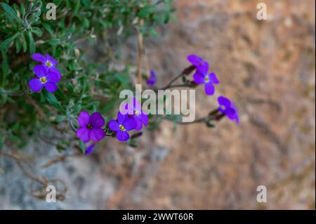 Belles fleurs colorées au printemps. Cresson violet (Aubrieta deltoidea). Gros plan de fleurs violettes de fleurs Aubrieta. Banque D'Images