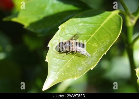 Gros plan sur une feuille de laurier japonais (Aucuba japonica) dans un jardin hollandais, le mâle Eristalis pertinax, famille Syrphidae. Printemps, mars, Hollande Banque D'Images