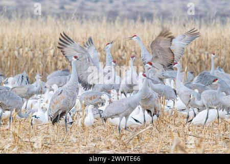 Troupeau de grues de Sandhill (Grus canadensis) et d'oies des neiges (Chen caerulescens). Bernardo Waterfowl Management Area, Nouveau-Mexique. USA, par Dominique Braud Banque D'Images