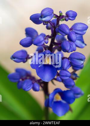 Fleurs violettes vibrantes de Blue Ginger plant Banque D'Images