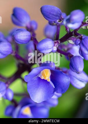 Fleurs violettes vibrantes de Blue Ginger plant Banque D'Images