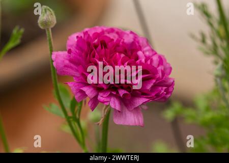 Fleurs de Buttercup Ranunculus. Ranunculaceae Banque D'Images