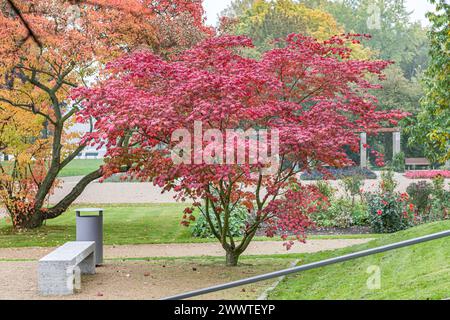 Érable japonais (Acer japonicum 'Aconitifolium', Acer japonicum Aconitifolium), arbre dans le feuillage d'autum, cultivar Aconitifolium Banque D'Images