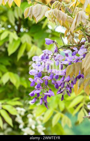 Wisteria japonaise (Wisteria brachybotrys 'Okayama', Wisteria brachybotrys Okayama), fleurs du cultivar Okayama Banque D'Images