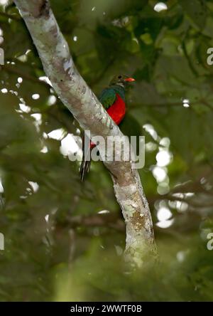 Quetzal pavonin, trogon de paon, porteur de train à bec rouge (Pharomachrus pavoninus), mâle perché sur une branche dans un arbre, vue de côté, Brésil Banque D'Images