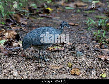 Tinamou gris (Tinamus tao kleei), mâle adulte marchant sur le sol dans la forêt équatorienne, Équateur Banque D'Images