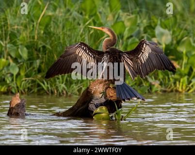 Dard américain (Anhinga anhinga, Anhinga anhinga anhinga), femelle perchée sur un tronc d'arbre dans l'eau et asséchant ses ailes, Brésil, Pantanal Banque D'Images