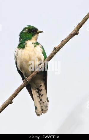 Coucou de Klaas (Chrysococcyx klaas), assis sur une branche, Guinée équatoriale Banque D'Images