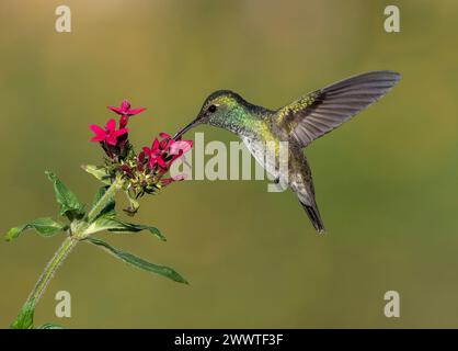 Émeraude Versicolored (Amazilia versicolor), planant pour se nourrir à une fleur rouge, Brésil Banque D'Images