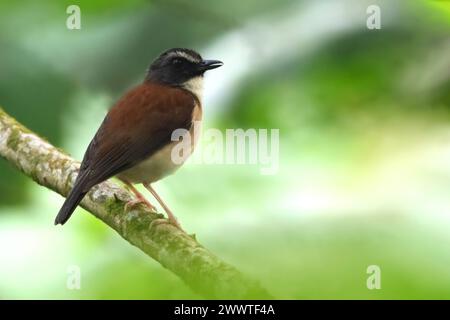 Alethe au torse brun (Chamaetylas poliocephala, Alethe poliocephala), assis sur une branche dans une forêt tropicale, Aequatorialguinea Banque D'Images