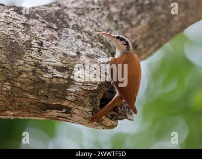 Berger à bec étroit (Lepidocolaptes angustirostris), perché à une branche morte, vue de côté, Brésil, Pantanal Banque D'Images