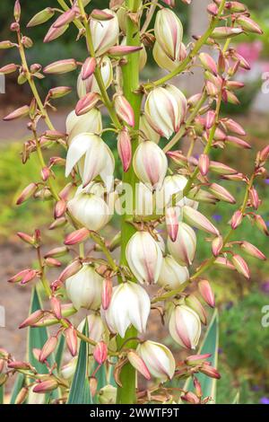 Yucca Moundlily, Yucca à pointe molle, Bayonet espagnol, Yucca des îles de la mer (Yucca gloriosa 'variegata', Yucca gloriosa variegata), fleurs du cultivar Var Banque D'Images