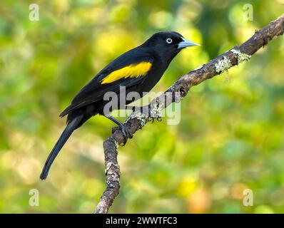 Cacique à ailes dorées, cacique à rougeurs rouges (Cacicus chrysopterus), adulte perché sur une branche dans la forêt atlantique au Brésil, Brésil Banque D'Images