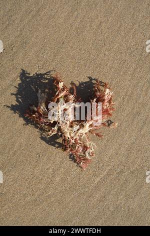 Algues rouges sur plage de sable, France, Bretagne Banque D'Images