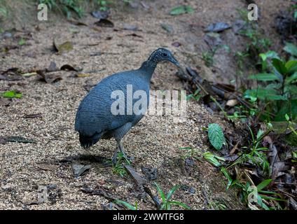 Tinamou gris (Tinamus tao kleei), femelle adulte marchant sur le sol dans la forêt équatorienne, Équateur Banque D'Images