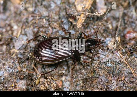 Coléoptère terrestre (Limodromus assimilis, Platynus assimilis), vue de dessus, Allemagne Banque D'Images