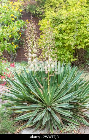 Yucca Moundlily, Yucca à pointe molle, Bayonet espagnol, Yucca des îles de la mer (Yucca gloriosa 'variegata', Yucca gloriosa variegata), floraison, cultivar Vari Banque D'Images