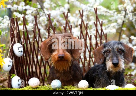 Teckel à poil grillé, chien saucisse à poil grillé, chien domestique (Canis lupus F. familiaris), deux teckel à poil grillé assis l'un à côté de l'autre dans l'EAS Banque D'Images