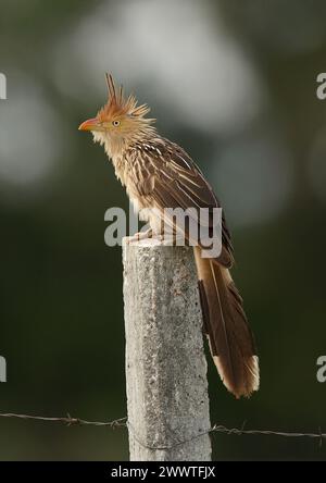 guira Cuckoo (Guira guira), adulte perché sur un poteau, Brésil Banque D'Images