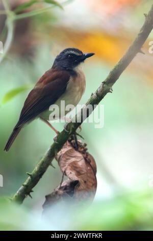 Alethe à torse brun (Chamaetylas poliocephala, Alethe poliocephala), assis sur une branche dans une forêt tropicale, Guinée équatoriale Banque D'Images